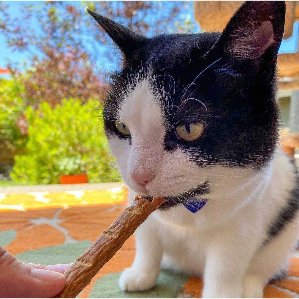Chicken Cat Treats O184