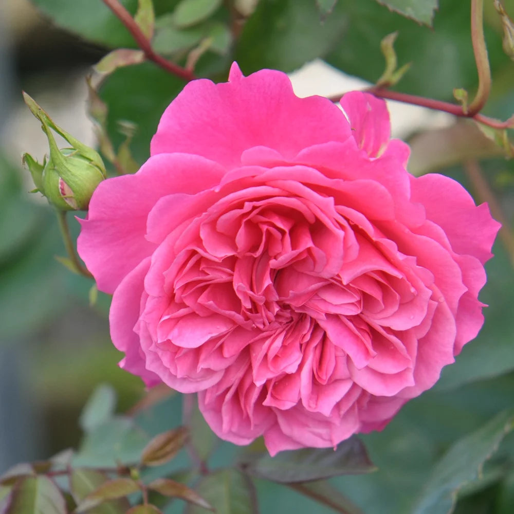 Pink Rose Plant C67283