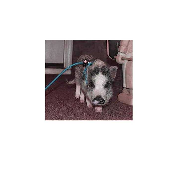 Adjustable Mini Pig Harness and Leash U386