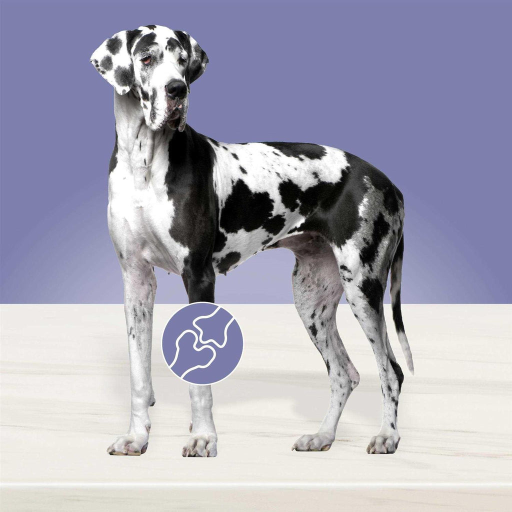Dog Food Q68674