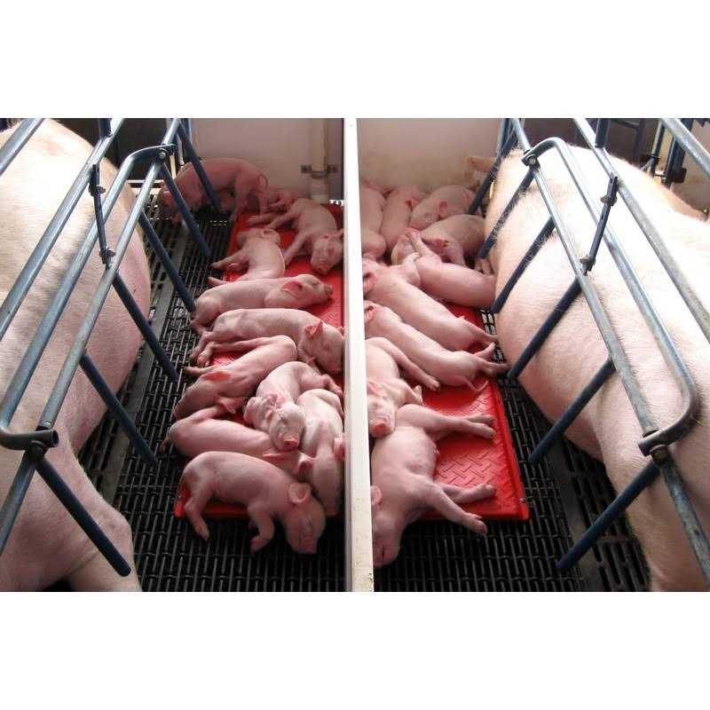 Baby Pig Heat Mat A12868