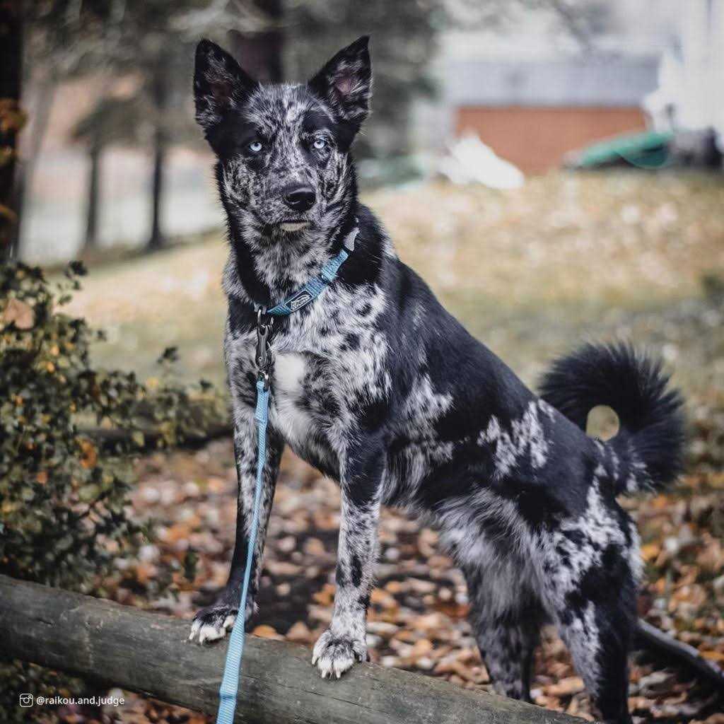 Reflective Adjustable Dog Collar A700943