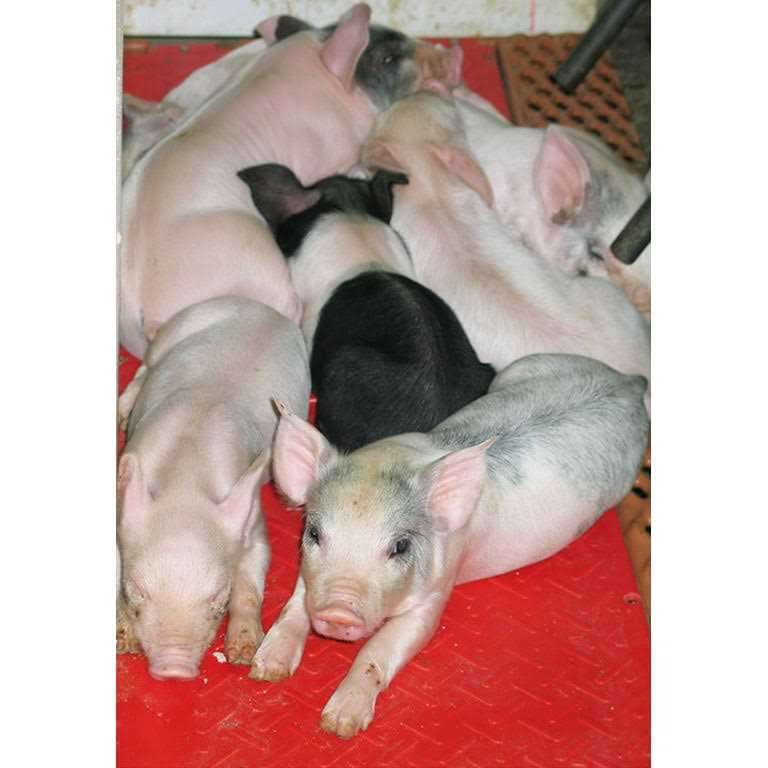 Baby Pig Heat Mat A12868