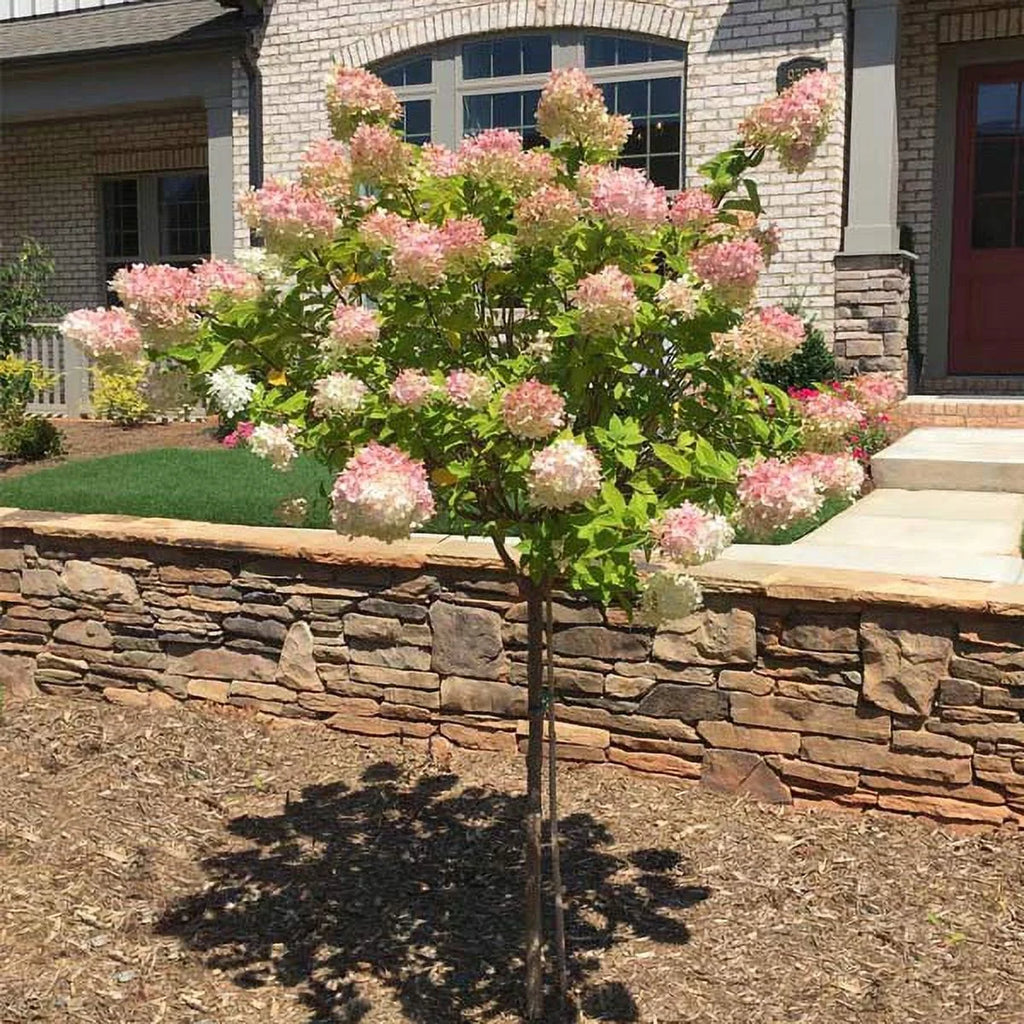 Vanilla Strawberry Hydrangea Tree, 5-6 ft. N6474
