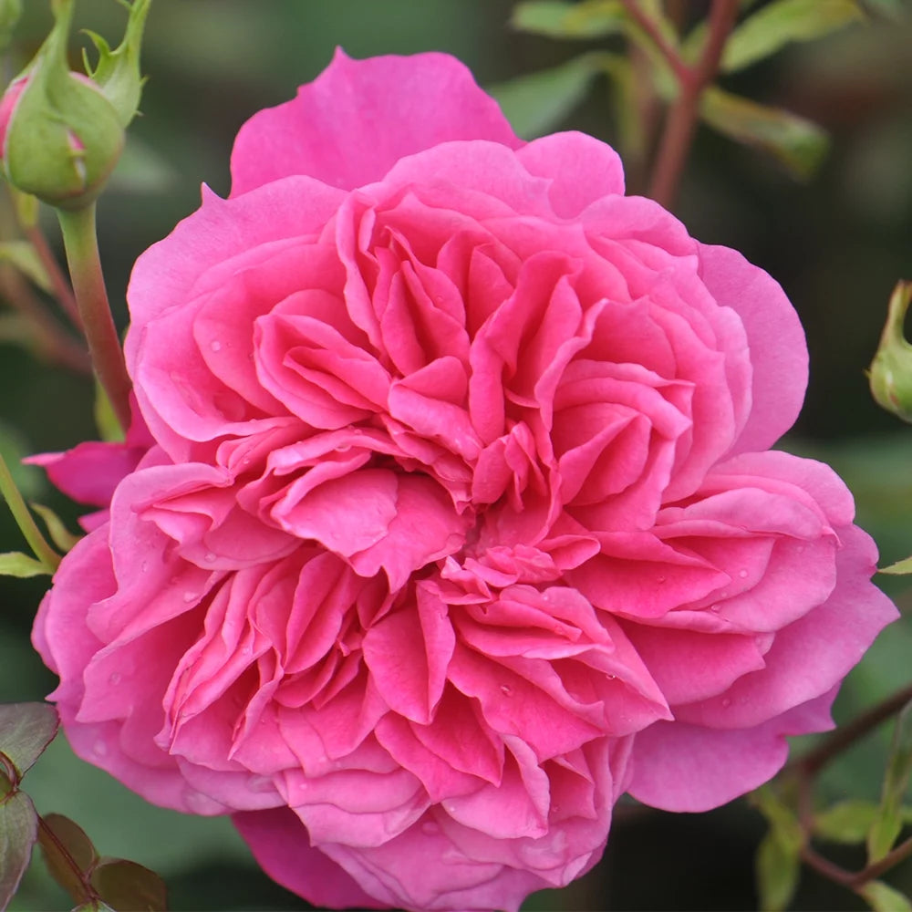 Pink Rose Plant C67283