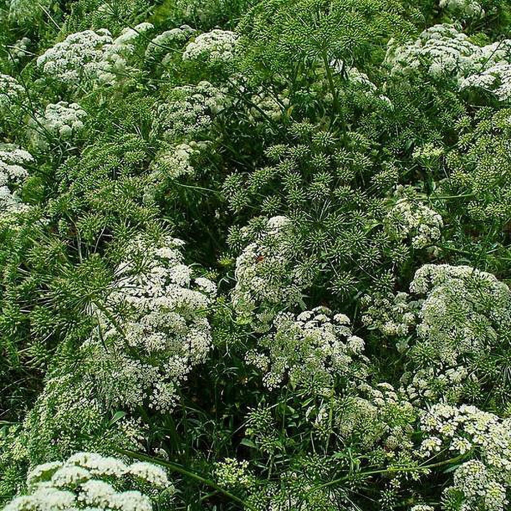 False Queen Anne's Lace Seeds, Non-GMO 500 Seeds T615738