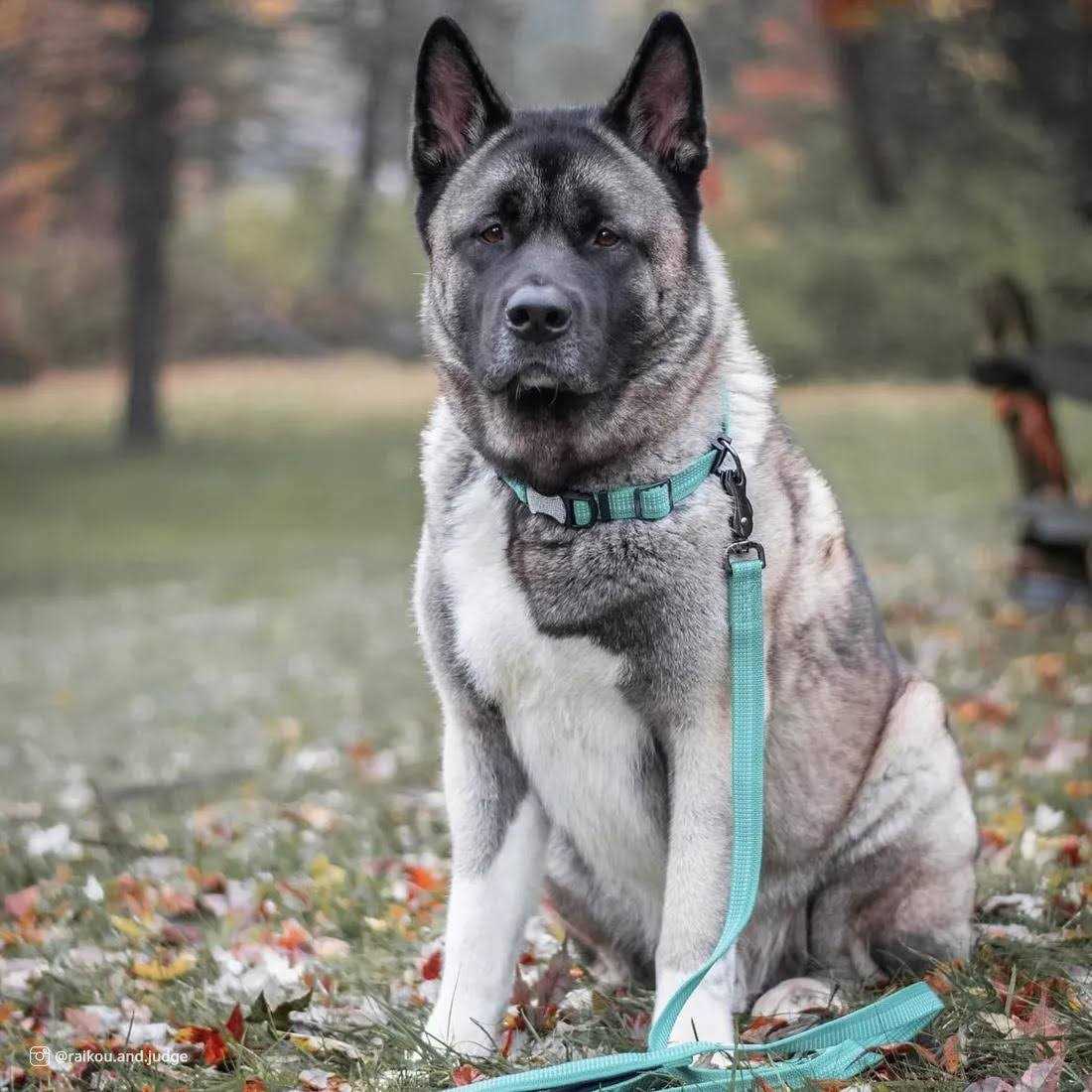 Reflective Adjustable Dog Collar A700943